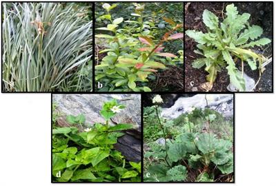 Nutritional evaluation, phytochemical makeup, antibacterial and antioxidant properties of wild plants utilized as food by the Gaddis-a tribal tribe in the Western Himalayas